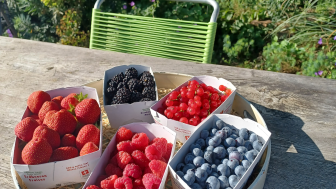 Wieland berries and ice cream