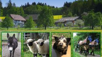 Vacation apartment Pferde- und Eselhof Grünegg