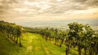 Art & wine on the Iselisberg Art & wine on the Iselisberg