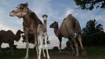 Camel farm Olmerswil