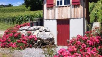 Viticulture Salathé