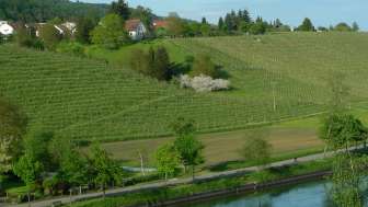 Horber wines